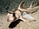 Океанариум, Sochi Discovery World Aquarium. Сочи.