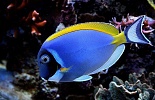 Океанариум, Sochi Discovery World Aquarium. Сочи.