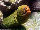 Океанариум, Sochi Discovery World Aquarium. Сочи.