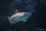 Океанариум, Sochi Discovery World Aquarium. Сочи.