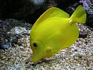 Океанариум, Sochi Discovery World Aquarium. Сочи.